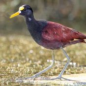 Northern Jacana
